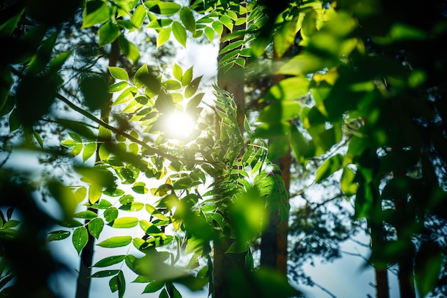 Helle Sonnenstrahlen durchbrechen das grüne Laub der Bäume. Schöner Sommerblumen-Bokeh-Hintergrund. Fototapeten.