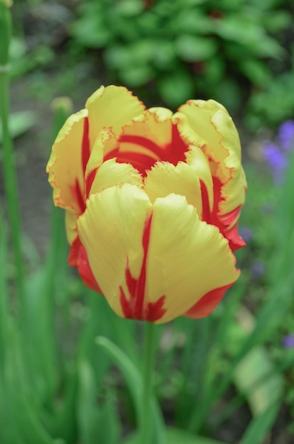 Helle Streifen auf Blütenblatt Frühlingsgarten mit gestreiften Tulpen Texas-Flamme Schöne Frühlingsnatur Schöne Blumenzucht