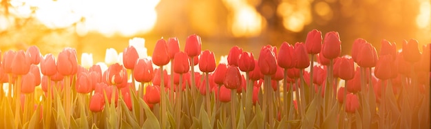 Helle Tulpen im Morgengrauen, ein blühendes Feld mit Blumen bis zum Horizont