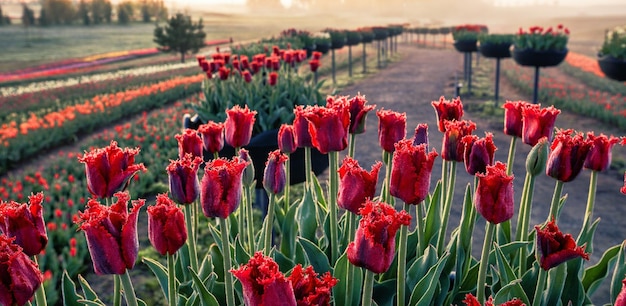 Helle Tulpen im Morgengrauen, ein blühendes Feld mit Blumen bis zum Horizont