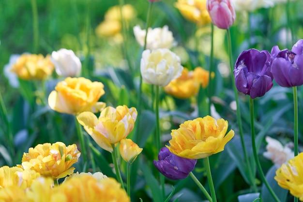 Helle Tulpenblüten auf einem Tulpenfeld an einem sonnigen Morgen