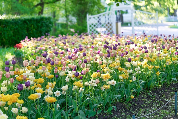 Helle Tulpenblüten auf einem Tulpenfeld an einem sonnigen Morgen