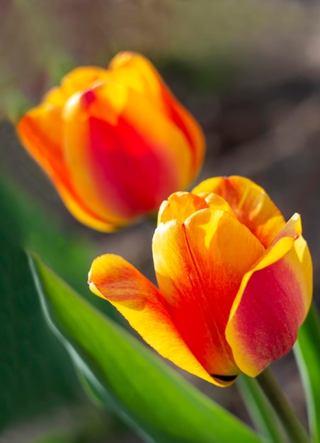 Helle Tulpenblumen Frühlingsgartentulpen Eine Feiertagskarte für den Frauentag am 8. März mit Blumendekor