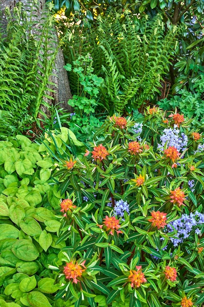 Helle und farbenfrohe Blütenpflanzen, die an einem sonnigen Tag im Freien im Frühling in einem Garten oder Park wachsen Leuchtend orangefarbene Feuerglanz-Griffiths-Wolfsmilch und violette spanische Bluebell-Blumen, die in der Natur blühen