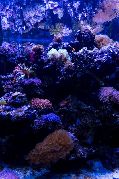 Helle Unterwasserwelt mit Korallen und Fischen Kopierraum für natürlichen Hintergrund Hochwertiges Foto