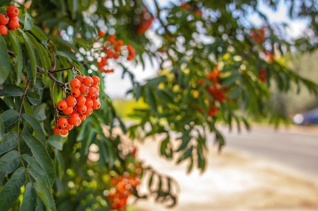 Helle Vogelbeeren unter grünen Blättern in der Nähe