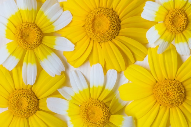 Helle weiße und gelbe gänseblümchen. natürlicher hintergrund. sommerstimmung.