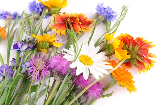 Helle Wildblumen der Nahaufnahme auf weißem Hintergrund