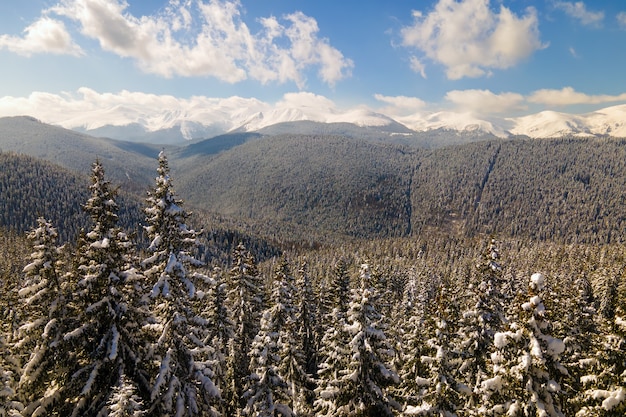 Helle Winterlandschaft mit Kiefern bedeckt mit frisch gefallenem Schnee im Bergwald an kalten Wintertagen.