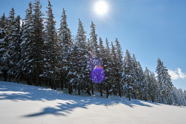 Helle Winterlandschaft mit Kiefern bedeckt mit frisch gefallenem Schnee im Bergwald an kalten Wintertagen.