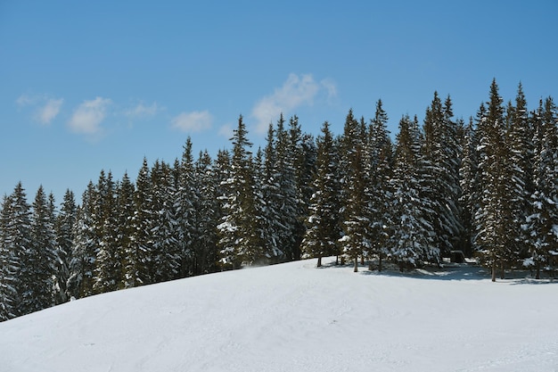 Helle Winterlandschaft mit Kiefern bedeckt mit frisch gefallenem Schnee im Bergwald an kalten Wintertagen.