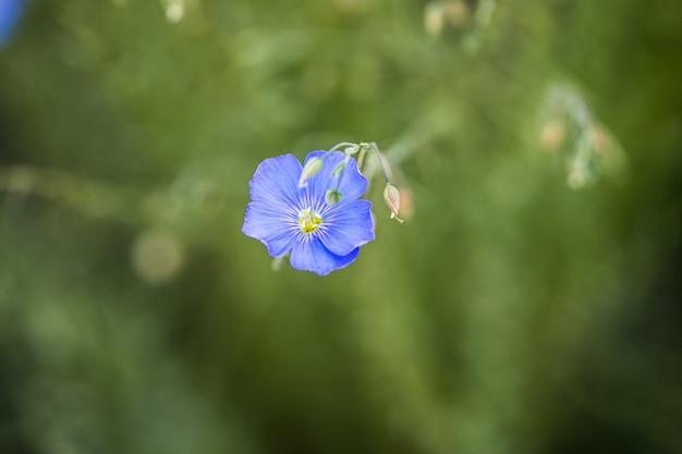 Helle zarte blaue Blume der dekorativen Flachsblume Landwirtschaftliches Feld des industriellen Flachses