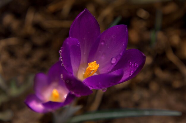 Helle zarte erste Frühlingsblumen lila Krokusse in einer Waldlichtung in der Nähe