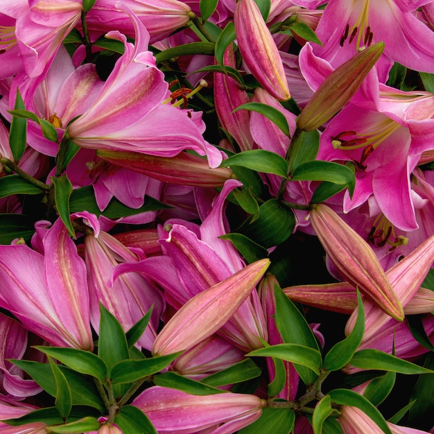 Foto helle zarte lilienblüten in einem blumenbeet