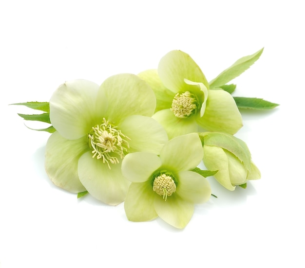 Hellebore Blumen isoliert.