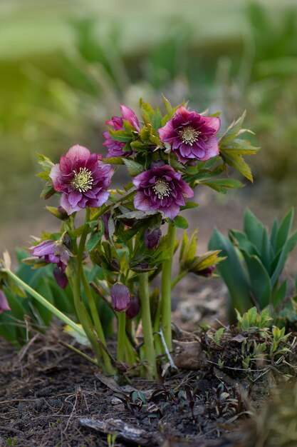 Hellebore flor morada Double Ellen Red