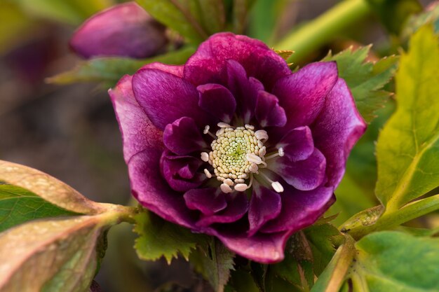 Helleborus flor color de rosa en el jardín en primavera. Hellebores Double Ellen Purple