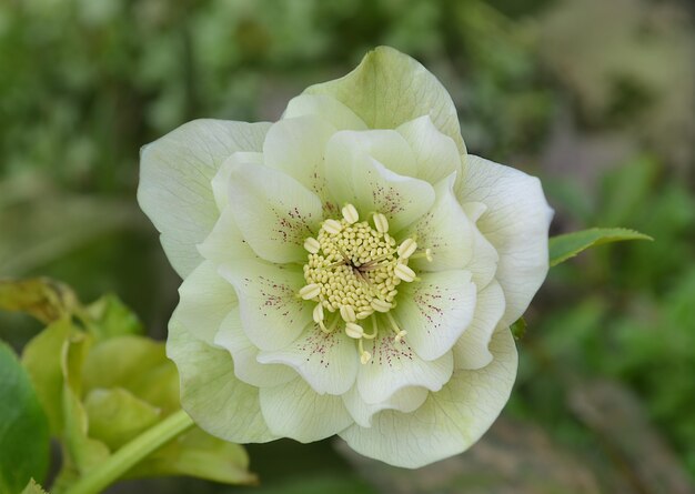 Helleborus hybridus crece en el jardín de primavera