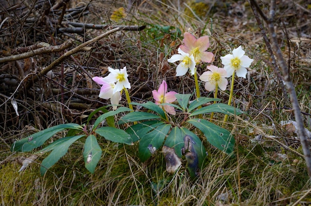 Helleborus niger flor en el bosque