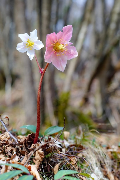 Helleborus niger flor na floresta