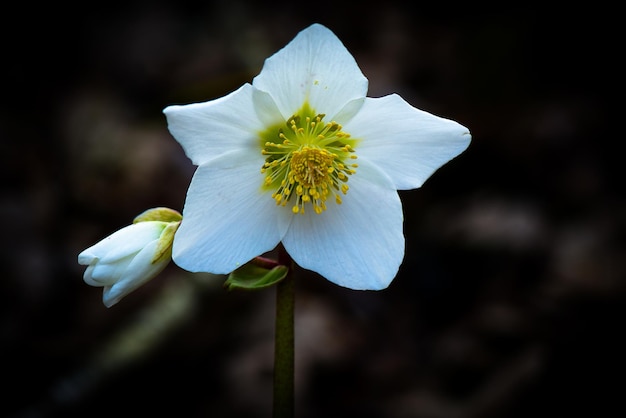 Helleborus niger weiße Blume