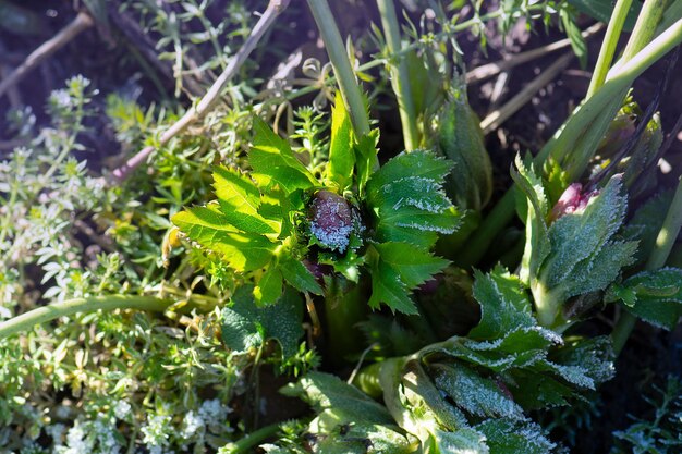 Helleborus oder Fastenrose-Hybriden blühen mit Schnee im Garten Christrosenblüte, die aus Schnee blüht Helleborus-Blüte, während der Boden mit Schnee bedeckt ist