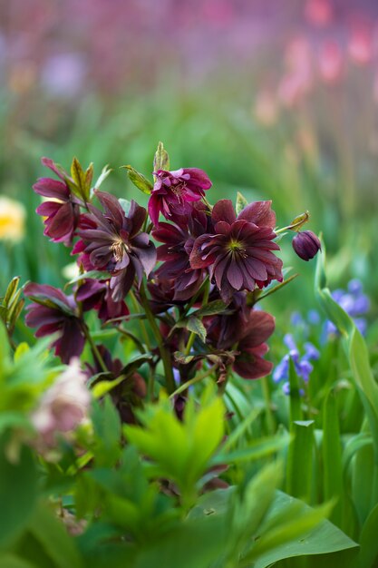 Helleborus orientalis Delila. Schwarzes Burgunderbraun Delila hellborus blüht im Frühlingsgarten.