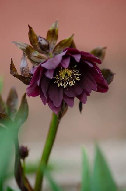 Helleborus orientalis Queens Double Red Hybriden wachsen im Frühjahr