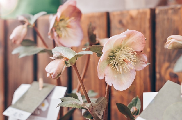 Helleborus. ungewöhnlicher Blumentopf im Garten