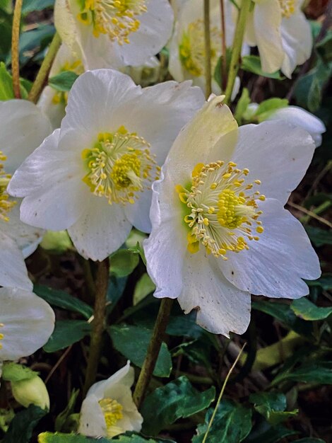 Foto helleborus variegata também conhecida como rosa da neve ou rosa de natal