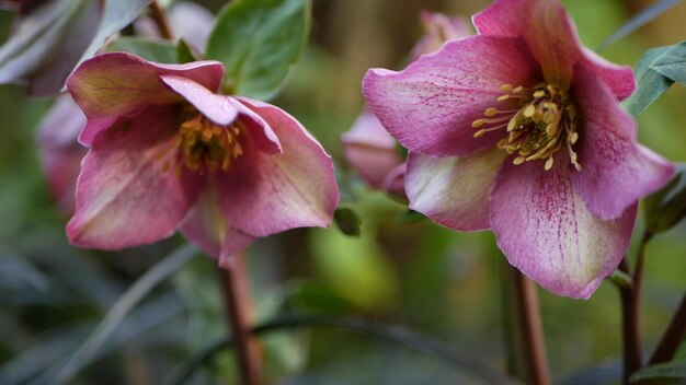 Helleborus winter rose flower, California, Estados Unidos. Flor de flor de rosa cuaresmal, flor floral botánica