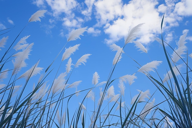 Heller blauer Himmel mit Schilfblüten Phragmites australis von unten