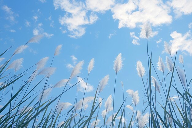 Heller blauer Himmel mit Schilfblüten Phragmites australis von unten