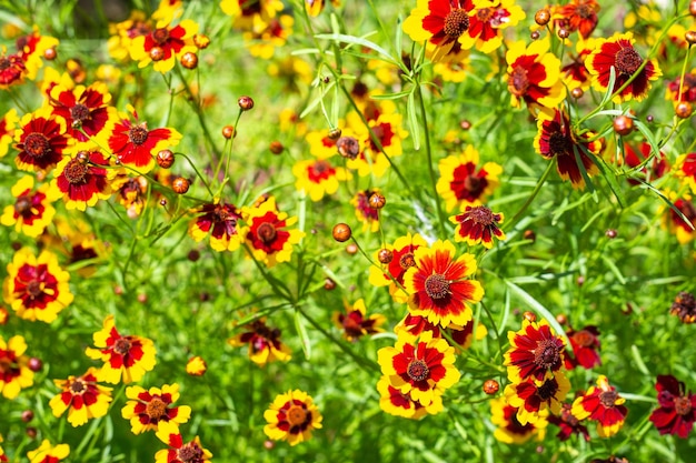 Heller Blumen-Hintergrund Garten gelbe und orangefarbene Blüten von Coreopsis tinnitus in einem Blumenbett Top-View