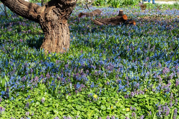 Heller Blumenteppich im Park an einem sonnigen Tag.