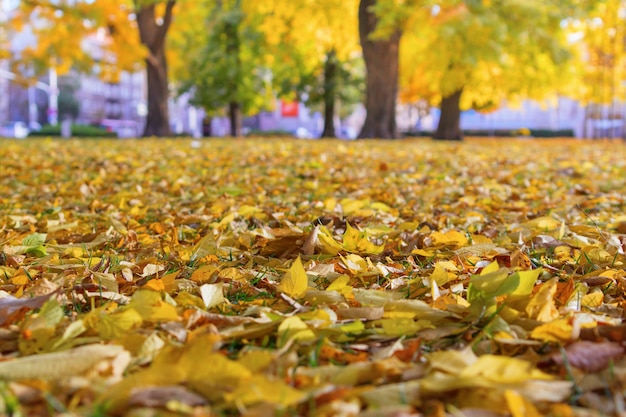 Heller gelber Herbstlaub aus den Grund im Park. Goldener Herbst.