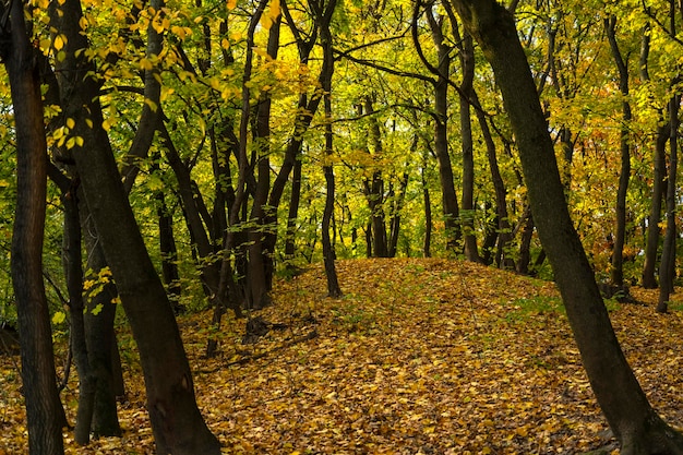 Heller Herbstwald. Waldlandschaft im Herbst. Herbst Hintergrund