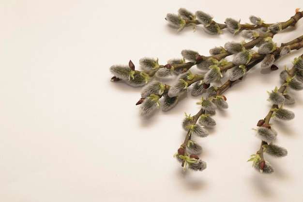 Heller Hintergrund mit einem Blumenstrauß aus blühenden WeidenxAGeeignet für Frühlingsgrußeinladungen