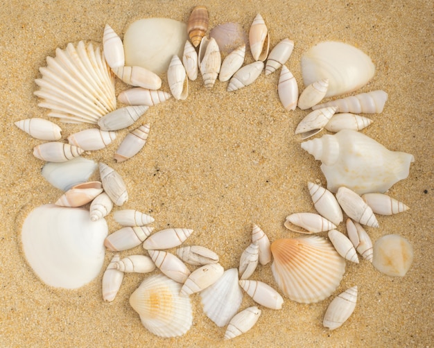 Heller Hintergrund mit verschiedenen Muscheln und Korallensand