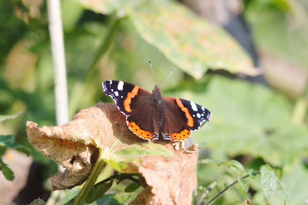 Heller Schmetterling auf einem Blatt im Sommer bei sonnigem Wetter