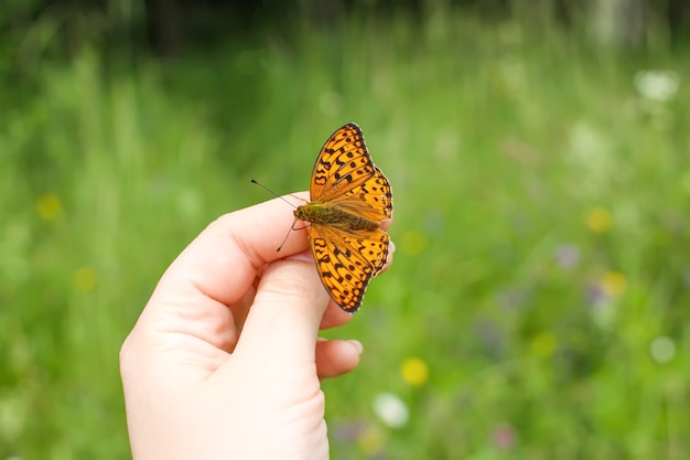 Heller Schmetterling, der an Hand auf Sommernaturhintergrund sitzt.