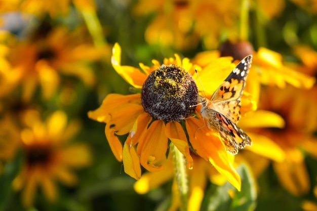 Heller Schmetterling, der auf einer Blume sitzt. Nahansicht