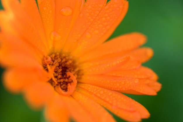 Heller Sommer mit wachsenden Blüten Calendula,