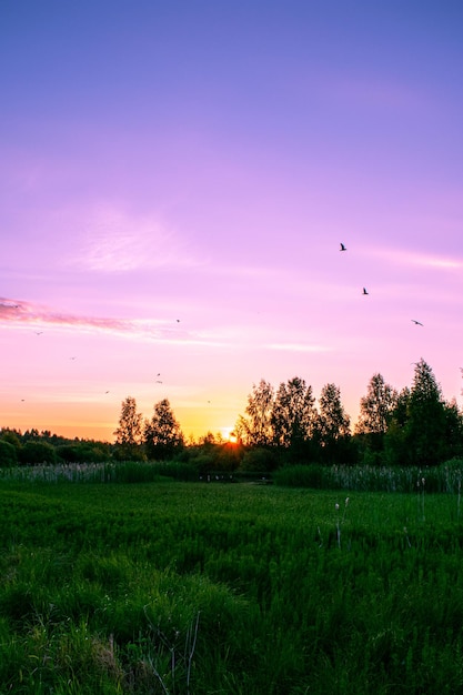 Heller Sommersonnenaufgang im Feld