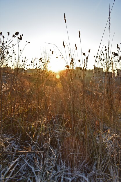 Heller Sonnenaufgang der Sonne im Feld