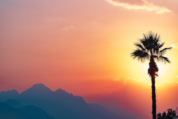 Heller Sonnenuntergang oder Sonnenaufganghimmel mit nebligen Bergen und der Silhouette einer Palme im Vordergrund