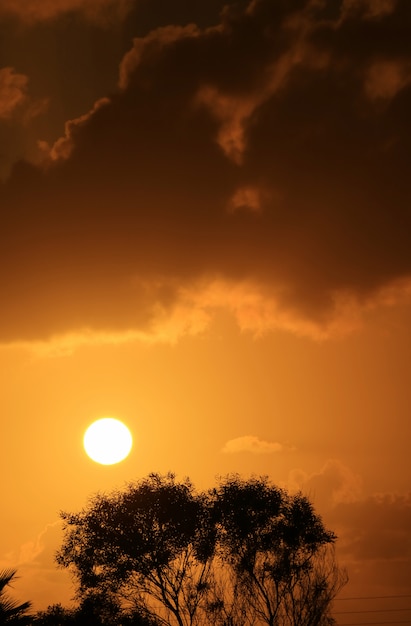 Heller Sonnenuntergang über Palmen