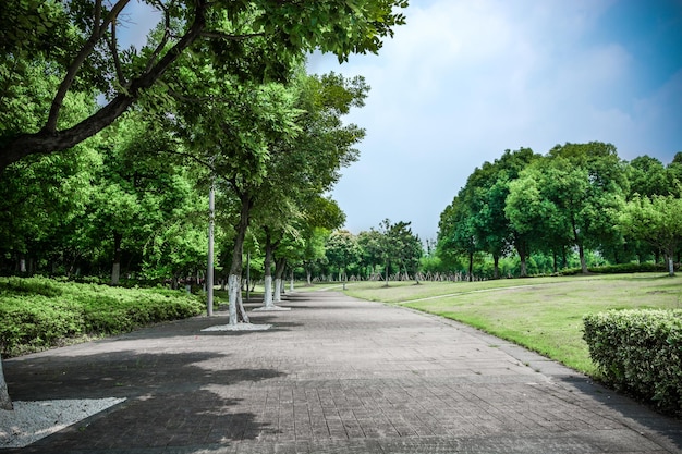 Foto heller sonniger tag im park die sonnenstrahlen beleuchten grünes gras und bäume