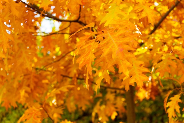 Helles Eichenherbstlaub auf Baum selektiver Fokus von Eichenherbstlaub Herbstsaison mit Blättern