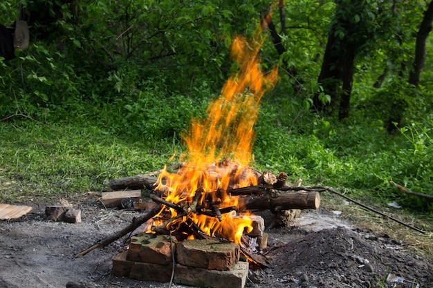 Helles Feuerfeuer im Frühlingswald.